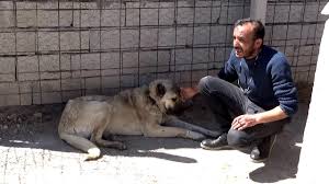 Kangal Kurtcu Tanitim Kurtcu Kangal Introduction Youtube