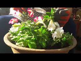 Care Of Petunias Youtube Petunia Plant Vegetable Garden Design Plant Care