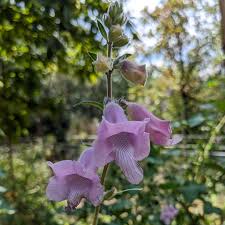 Image result for Ceratotheca integribracteata