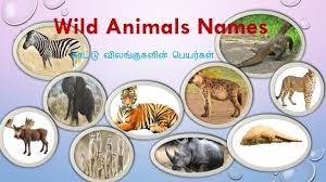 42 Wild Animals Names And Pictures In Tamil And English À®µà®©à®µ À®²à® À® À®à®³ Youtube