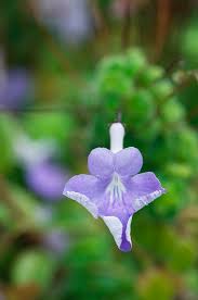 Image result for Streptocarpus saxorum