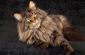 I had met a breeder of these particular cats. Maine Coon