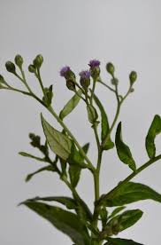 Image result for Gutenbergia rueppellii