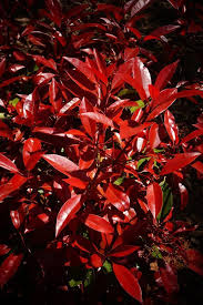 This will encourage new bright red leaves. Plantfiles Pictures Photinia Species Fraser Photinia Red Tipped Photinia Red Tops Photinia X Fraseri By Kell