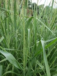 Image result for Panicum maximum