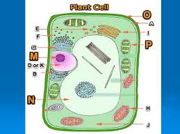 Plant cell endoplasmic reticulum facts. Ch 4 Cells And Dna Plant Cells A Cell Membrane B Rough Endoplasmic Reticulum C Smooth Er D Nucleus E Vesicles F Ribosome G Lysosome H Mitochondrion Ppt Download