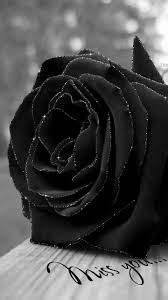 Black And White Rose Wallpaper Drawing Https Encrypted Tbn0 Gstatic Com Images Q Tbn 3aand9gcsi4pi03qfg 5zjui3xltcdwzl7bal1v5gnmg Usqp Cau