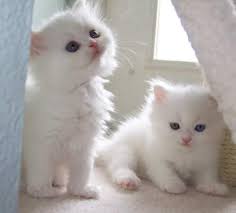 We breed carefully selected grand champion bloodlines to create the gorgeous and very affectionate powderpuff kittens. Persian Cats For Sale Salt Lake City Ut 139423