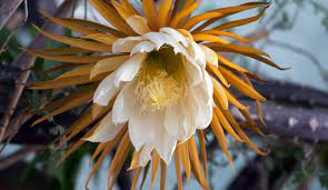 The cactus is from the plant family of the cactaceae. Queen Of The Night Selenicereus Grandiflorus L Cactaceae Cactus Family Organic And Natural Skin Care Dr Hauschka Skin Care