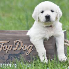 We aim to respond to all enquiries, but initial shortlist for puppies is drawn up from information provided. Misty Valley English Goldens