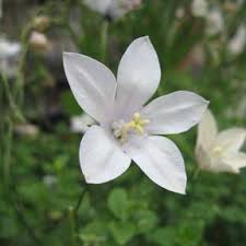 Image result for Wahlenbergia capillacea