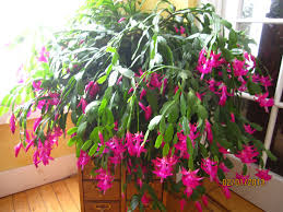 Water your christmas cactus only when the soil gets dry to the touch. Sam S Spade Houseplant Pest Care Daily Bulldog