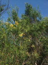 Image result for Freylinia