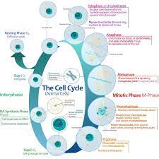 We did not find results for: The Cell Cycle Of Growth And Replication
