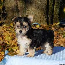 He is up to date with all vaccines and is american canine association registered. Morkie Poo Puppies For Sale Greenfield Puppies