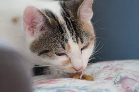 Graham crackers also contain too much salt for cats where they can safely only eat one or two pieces at a time. Can Cats Eat Goldfish Crackers Upgrade Your Cat