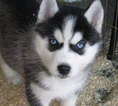 Puppy Picture And Information Husky Puppy Puppies With Blue Eyes Siberian Husky Puppies