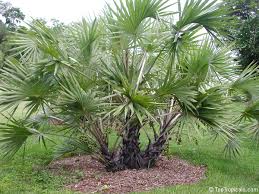 Image result for Hyphaene