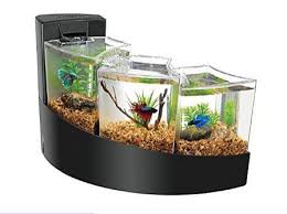 Gratis untuk komersial tidak perlu kredit bebas hak cipta. Aquarium Ikan Hias Mini Lihat Gambarnya Berikut