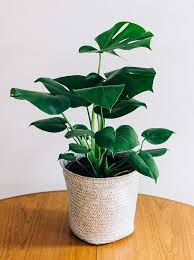 Fruit Salad Plant Monstera Deliciosa Otherwise Known As The Swiss Cheese Plant For The Holes In The Leaves Grows Slowl Plants House Plant Care Indoor Plants