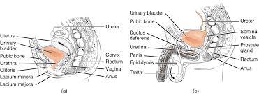 Urinary System Building A Medical Terminology Foundation