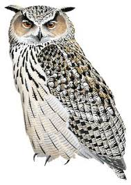 Image result for Bubo