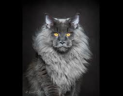 Akillara Durgunluk Veren Guzelligiyle Zeki Ve Su Tutkunu Bir Kedi Irki Maine Coon Listelist Com