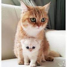 please follow like and comment if you think this kitten is adorable cute kitten cat kittenspuppiesdaily kit sevimli kedi yavrulari sevimli kediler kedi