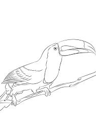 Print all of our coloring pages for free. Toucan On A Branch Razukraski Com