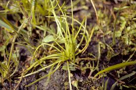 Image result for Isoetes