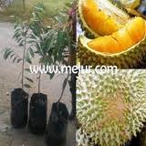 Maybe you would like to learn more about one of these? Anak Pokok Durian Musang King Price Promotion Jul 2021 Biggo Malaysia