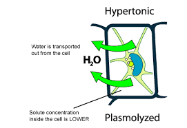 We offer a wide range of high quality human and animal cell and media systems. Animal Cell In Hypertonic Solution What Happens