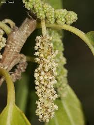 Image result for Acalypha pubiflora