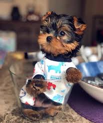 Top california puppy sales and selection puppies. Yorkshire Terrier Puppies For Sale Clovis Avenue Ca 314970