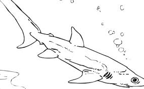 Nurse shark coloring page animals town color template. Mr Nussbaum Nurse Shark Sharks Coloring