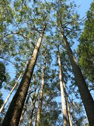 Image result for Eucalyptus cloeziana