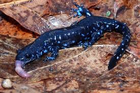 Black And White Tegu Lizard Sc View Topic The Ambystoma Appreciation Thread Amphibians Reptiles And Amphibians Salamander