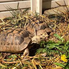 This is a hibernating breed. Greek Tortoise Mediterranean Spur Thigh