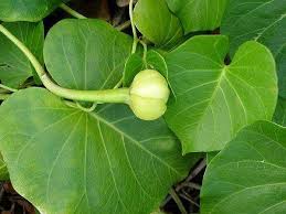 Image result for Ipomoea violacea