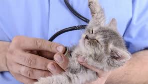Bazi Kedi Cinslerine Bagli Tibbi Sorunlar Kedi Hayvan American Shorthair