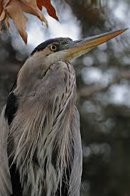 Black And White Birds In California They Were Close Enough To See Individual Feathers His Grey Crown Topped With White And The Black On White Of His Mottled Neck The Dark Heron