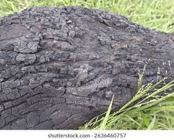 Image result for Erythrococca angolensis