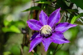 Hours may change under current circumstances Beautiful Climbing Plant Clematis Nelly Moser One Flower Clematis Nelly Moser Or Leather Flower Nelly Moser Stock Photo Image Of Botanical Climber 166286610