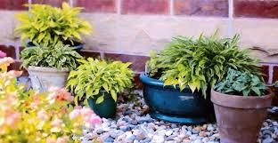 There are a variety of home remedies that may keep stray mosquitoes away, but this beautiful flowering plant will make a great addition to your garden regardless of how effective it. Find About 7 Plants That Keep Your Home Mosquito Free Makaaniq Com