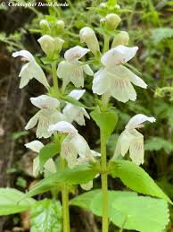 Image result for Synadenium glabratum