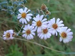 Image result for Athrixia phylicoides