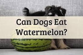 Having a dog lights up one's life. The Benefits Of Feeding Your Dog Watermelon 2021 Guide