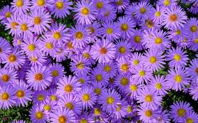 Nature pictures of flowers and butterflies for iphone and android. Field Of Purple Flowers Wallpaper 4k Ultra Hd Id 6544
