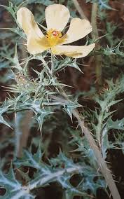 Image result for Argemone ochroleuca