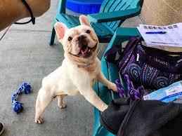 Hi,this group *free adoption,pune* is for posting adoption for *cats only*. 24 French Bulldogs Rescued In Denver Up For Adoption